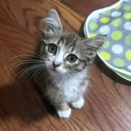 A baby small-sized female Domestic Medium Hair cat named Wario for adoption in Washington, DC