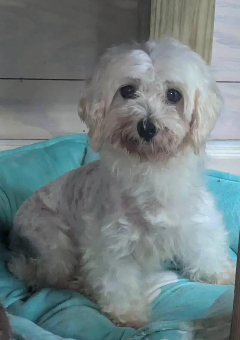 An adult small-sized male Maltese dog named Merle for adoption in Anniston, AL