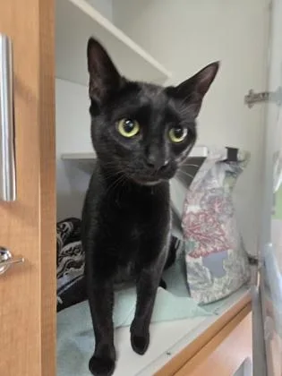 An adult medium-sized female Domestic Short Hair cat named Gingerbread for adoption in Savannah, GA