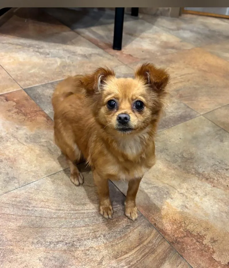 An adult small-sized female Red / Chestnut / Orange Chihuahua dog named 144 for adoption in Pawtucket, RI