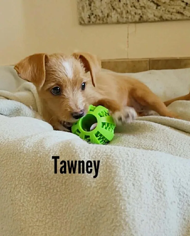 A baby small-sized female Chihuahua dog named Tawney for adoption in Mesa, AZ