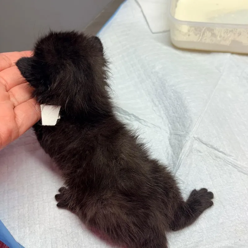 A baby small-sized male Black Domestic Short Hair cat named Carl for adoption in Brevard, NC