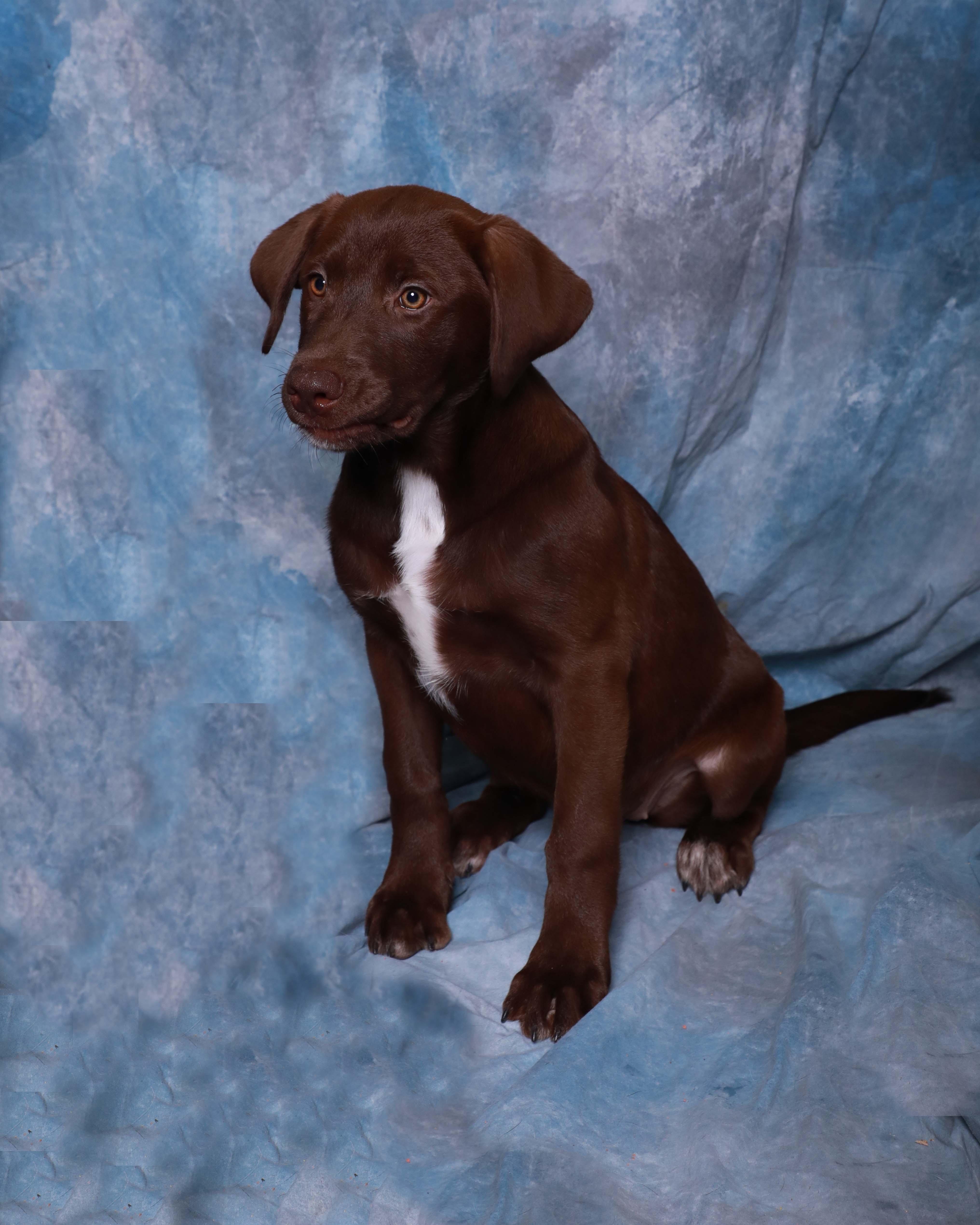 A baby large-sized female Labrador Retriever dog named Dove for adoption in Rock Falls, IL