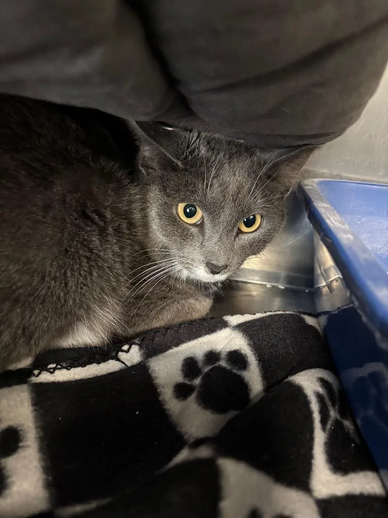 An adult medium-sized female Domestic Short Hair cat named Melody for adoption in Fall River, MA