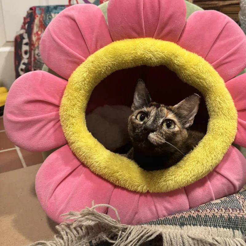 A young medium-sized female Domestic Short Hair cat named Appalachia Lap Girl for adoption in New York, NY