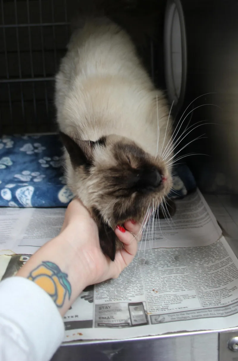 An adult medium-sized male Siamese cat named Cain for adoption in Pasadena, CA