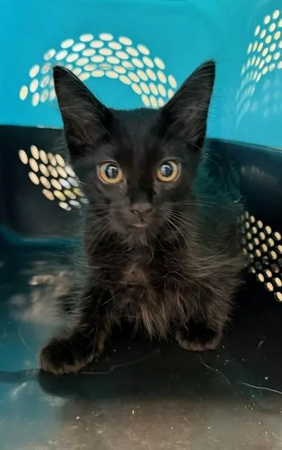 A baby small-sized female Domestic Short Hair cat named Eclipse for adoption in Baldwin Park, CA