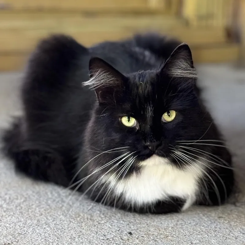 An adult large-sized male Black Domestic Long Hair cat named Rocky for adoption in Blairsville, GA