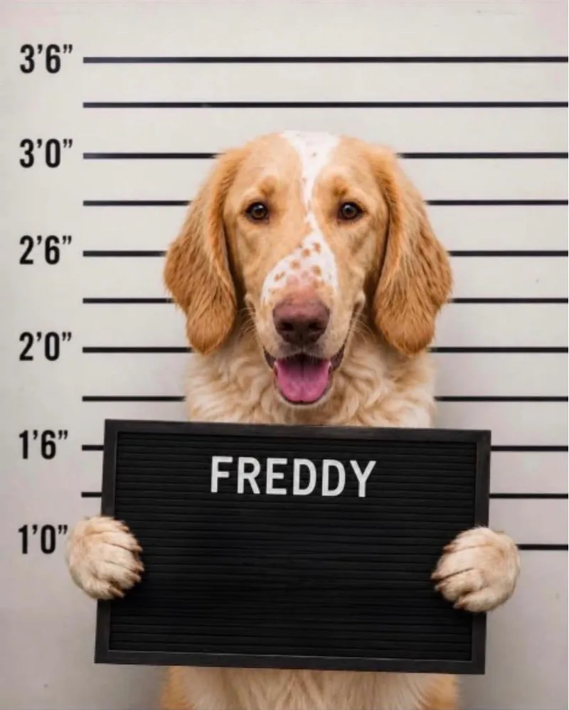 Freddy thumbnail 5