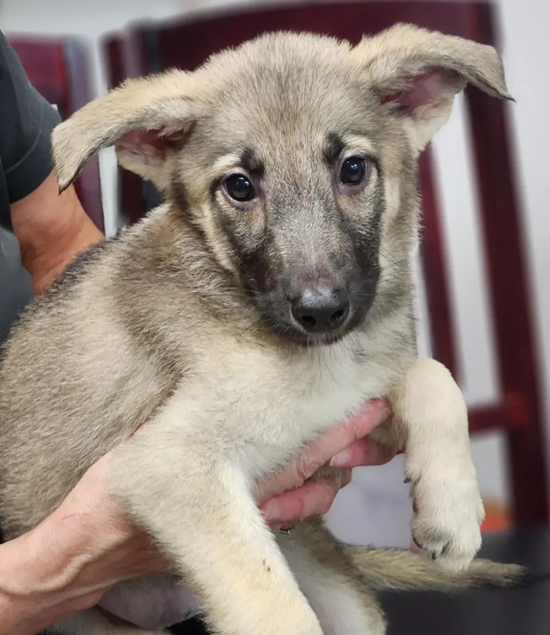 A baby medium-sized female Shepherd dog named Hattie for adoption in Walnutport, PA