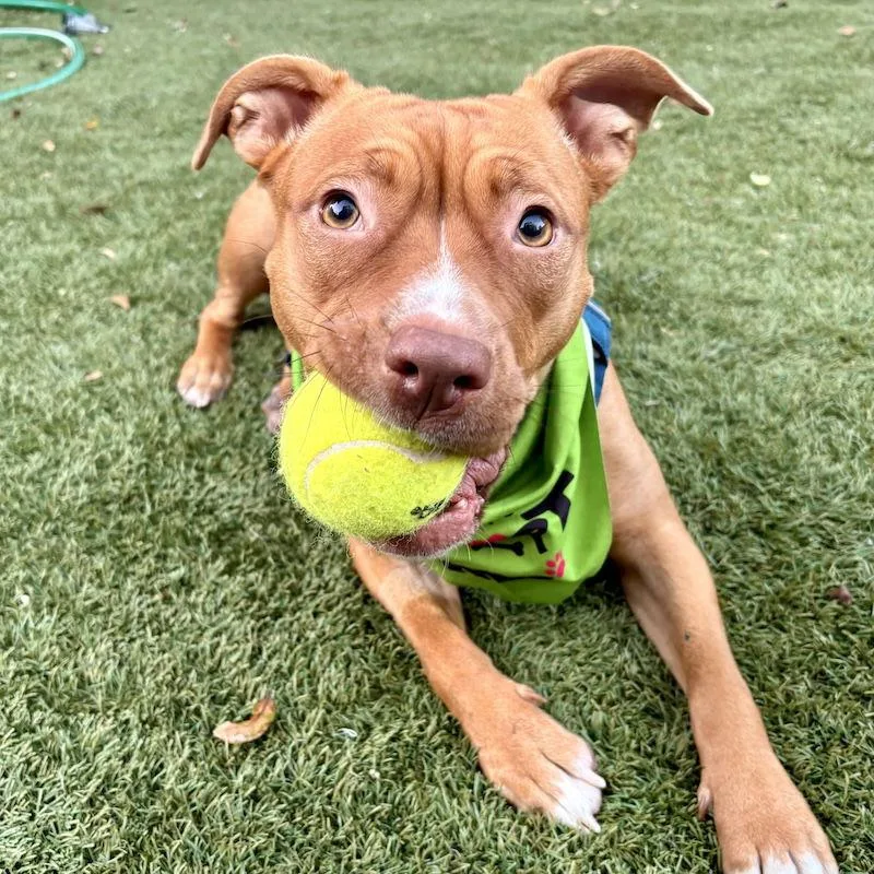 A young medium-sized female American Staffordshire Terrier dog named Amber for adoption in San Juan Capistrano, CA