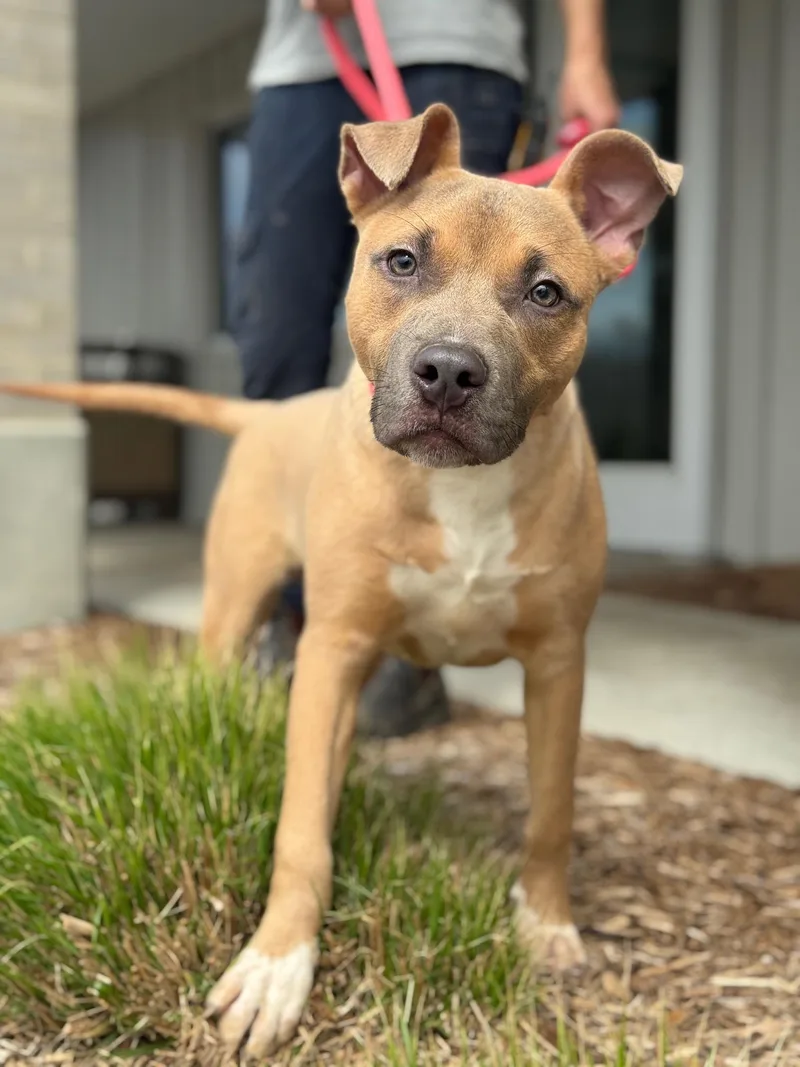 A baby medium-sized male Brown / Chocolate Pit Bull Terrier dog named Pumba for adoption in Benton Harbor, MI