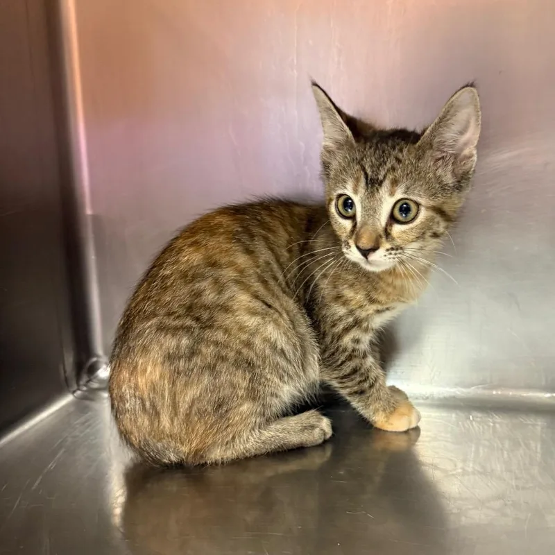 A baby small-sized female Torbie American Shorthair cat named Allspice for adoption in Hamilton, GA