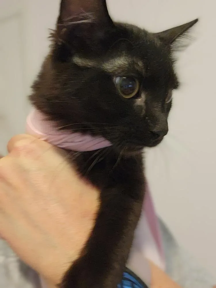 A young small-sized female Domestic Medium Hair cat named Tinsel for adoption in Virginia Beach, VA