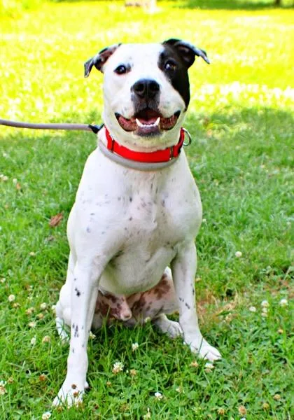 An adult large-sized male American Staffordshire Terrier dog named Meister for adoption in Morton Grove, IL