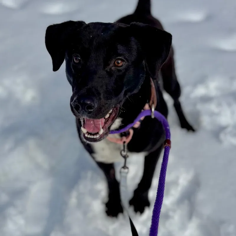 A young medium-sized male Black Mixed Breed dog named Duke for adoption in Wantagh, NY