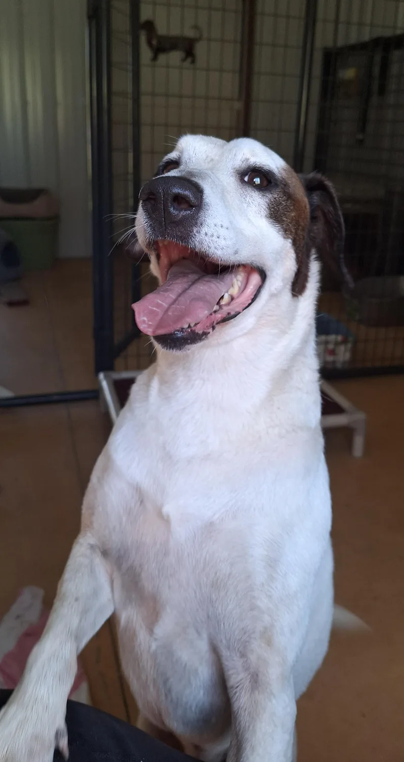 An adult medium-sized male Hound dog named Zazz for adoption in Stanton, KY