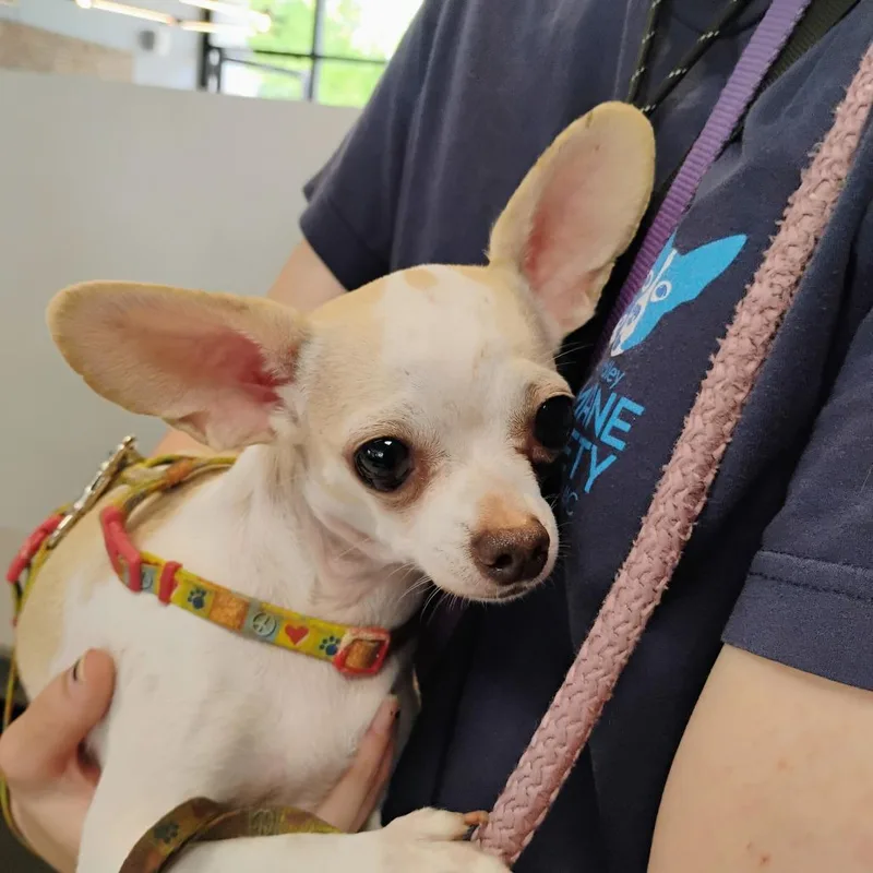 Pepita