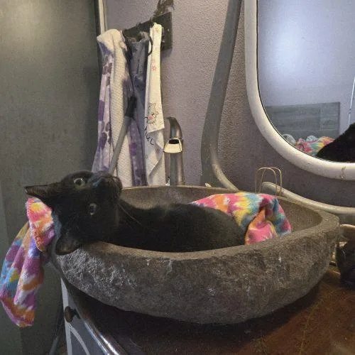 An adult medium-sized male Bombay cat named Mr Midnight for adoption in Knoxville, TN