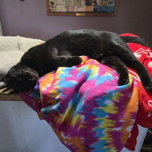 Mr Midnight thumbnail 2