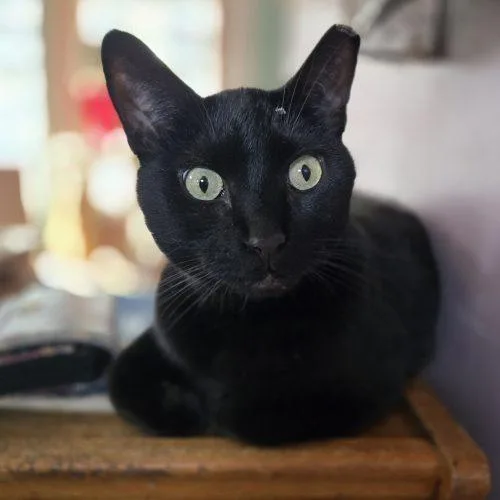 Mr Midnight thumbnail 3