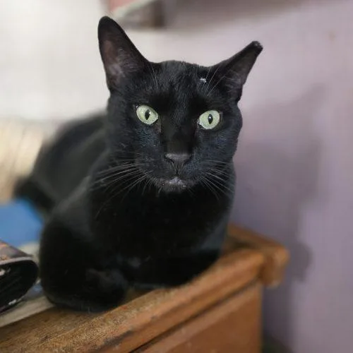 Mr Midnight thumbnail 4