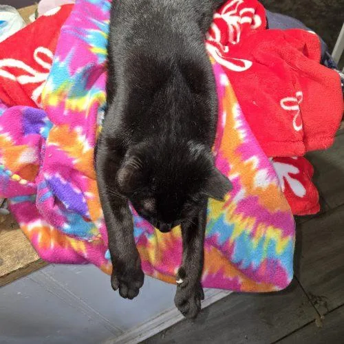 Mr Midnight thumbnail 5