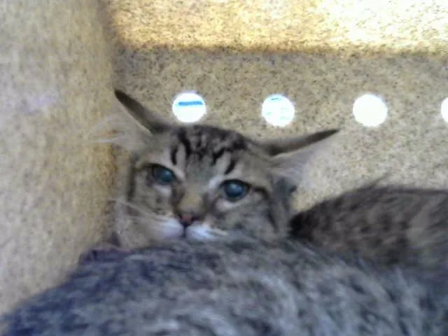 A baby small-sized female Domestic Short Hair cat named Mclovin for adoption in Albuquerque, NM