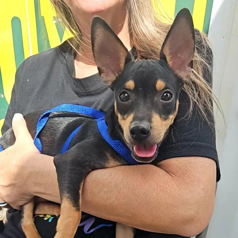 A young small-sized male Black Miniature Pinscher dog named Beans for adoption in CORPUS CHRISTI, TX