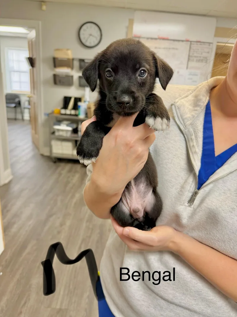 A baby medium-sized male Retriever dog named B litter Bengal for adoption in Semmes, AL