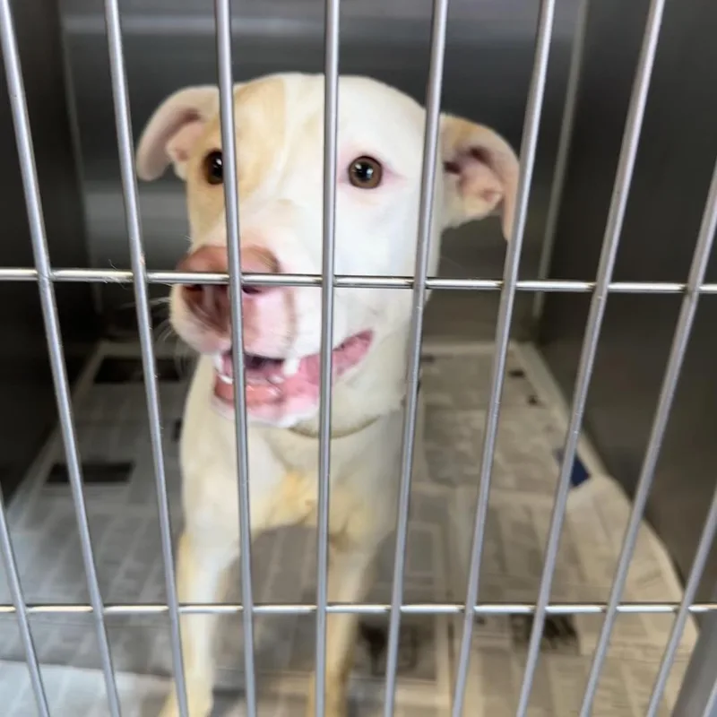 A young medium-sized male White / Cream Pit Bull Terrier dog named Lil Jon for adoption in Concord, NC