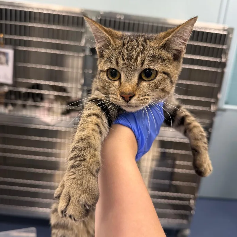 A baby small-sized female Gray / Blue / Silver American Shorthair cat named Kota for adoption in Greensboro, NC