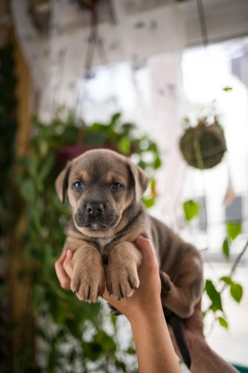 A baby medium-sized male Gray / Blue / Silver Mixed Breed dog named Yale for adoption in Sunrise, FL