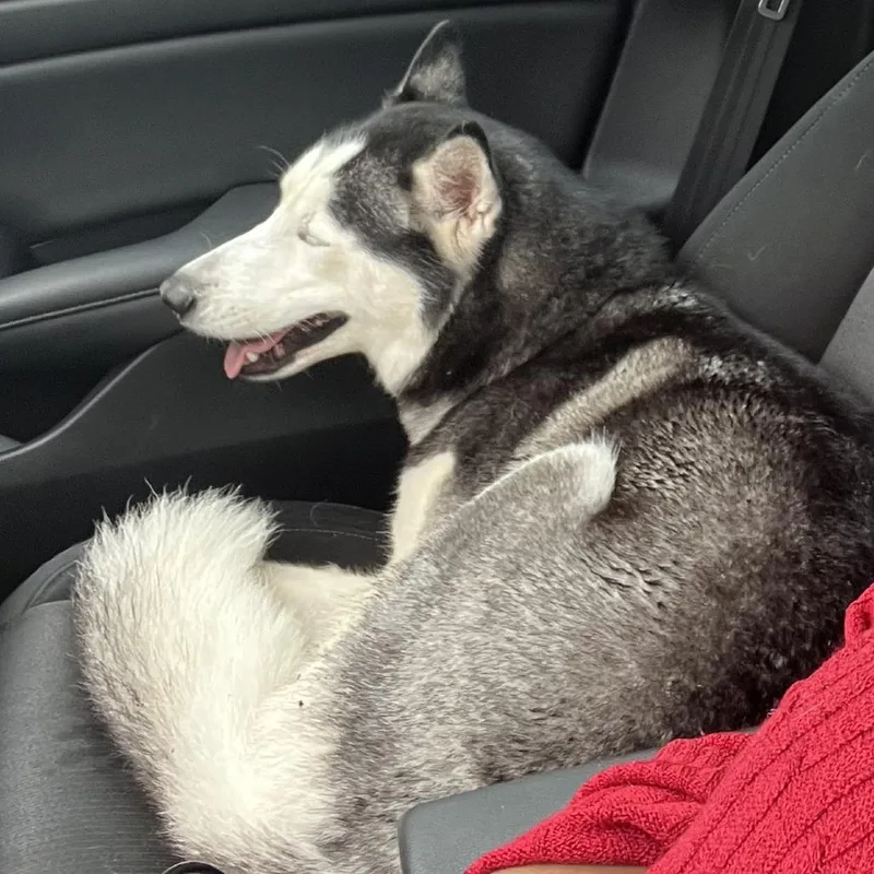 An adult medium-sized female Gray / Blue / Silver Husky dog named Spirit for adoption in West Palm Beach, FL