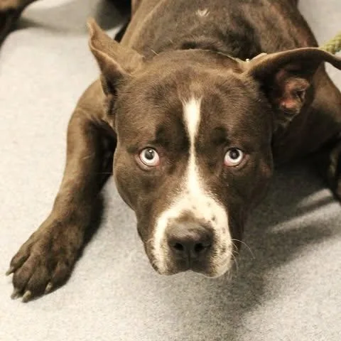 An adult medium-sized male Brindle Pit Bull Terrier dog named Friar Tuck for adoption in Fredericksburg, VA
