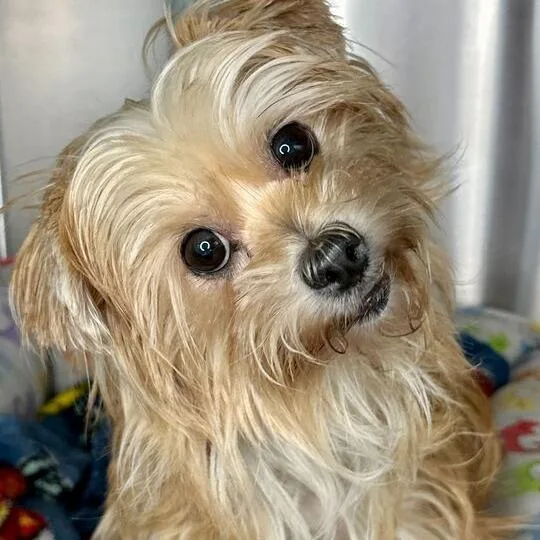 A senior small-sized female Yellow / Tan / Blond / Fawn Yorkshire Terrier dog named Orchid for adoption in Matteson, IL
