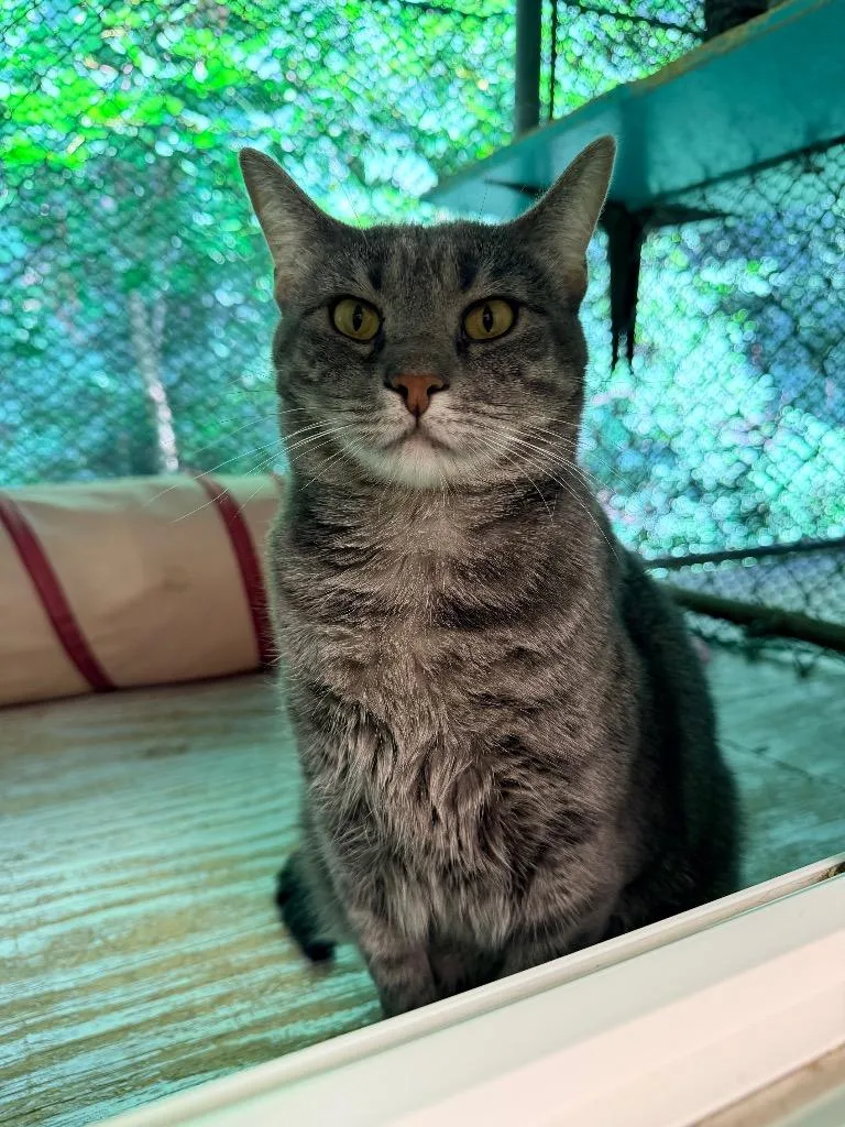An adult medium-sized female Domestic Short Hair cat named Annora for adoption in Pottsville, PA