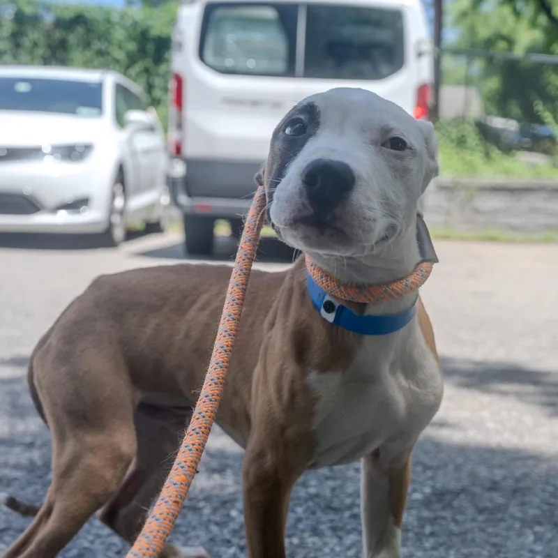 A baby medium-sized male White / Cream Pit Bull Terrier dog named Jb for adoption in Pawling, NY