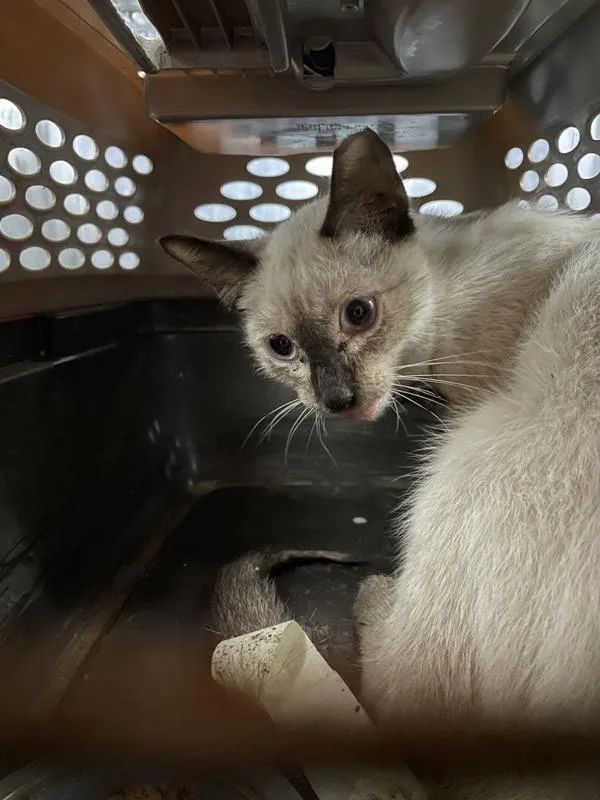 A baby small-sized male Siamese cat named Luca for adoption in Austin, TX