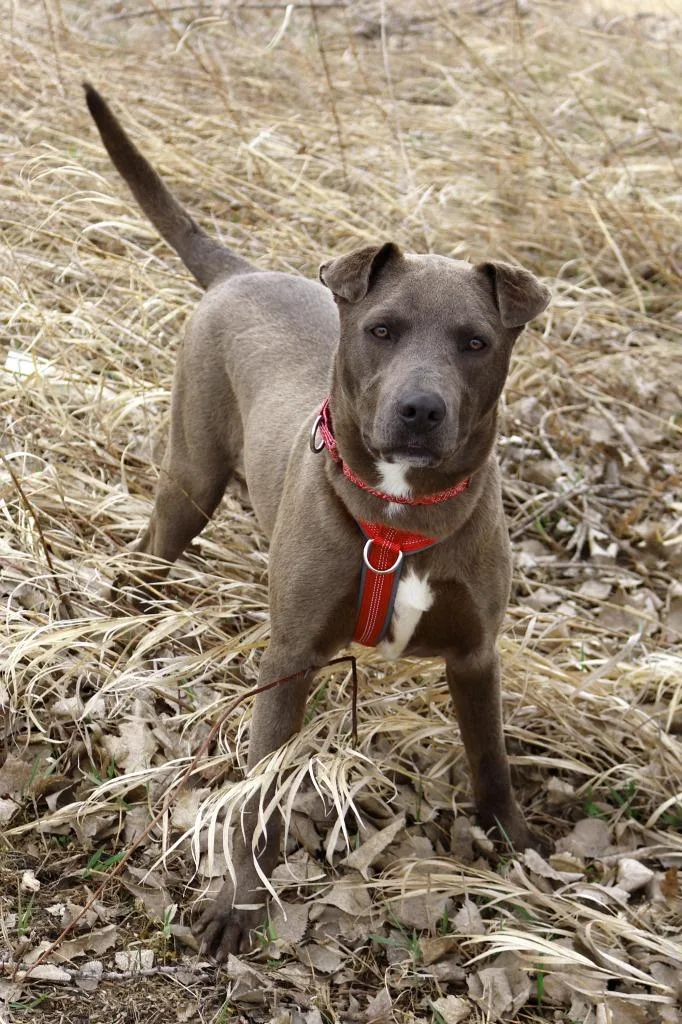 A young medium-sized male Pit Bull Terrier dog named Relay for adoption in Savage, MN