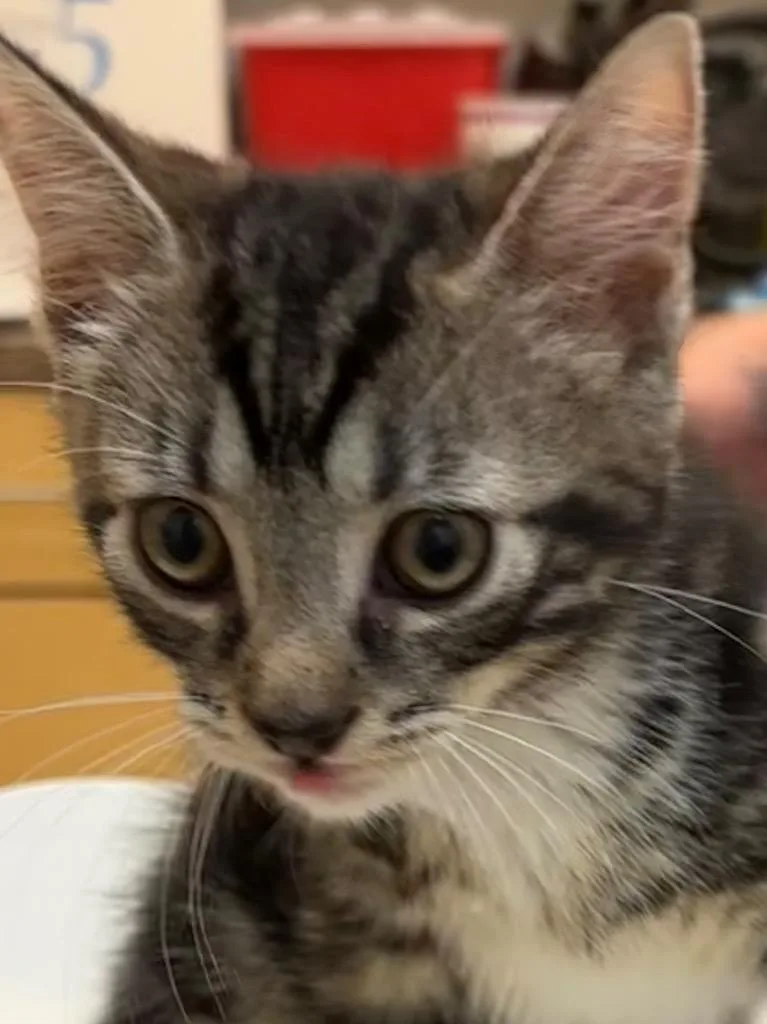 Nala