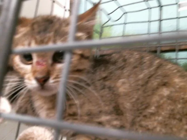 A baby small-sized female Domestic Short Hair cat named Fern for adoption in Houston, TX