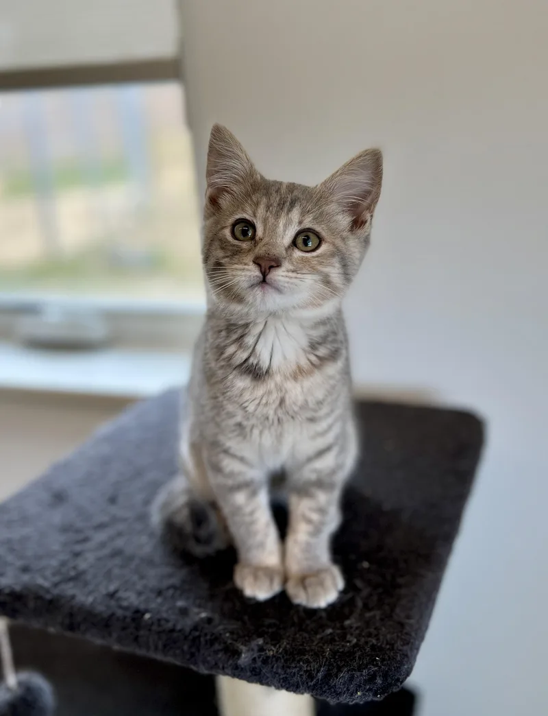 A baby small-sized female Gray / Blue / Silver Domestic Short Hair cat named Viola for adoption in Waldport, OR