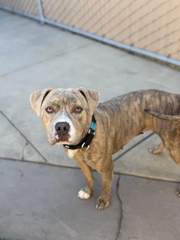 A young medium-sized female Pit Bull Terrier dog named Tabby for adoption in San Diego, CA