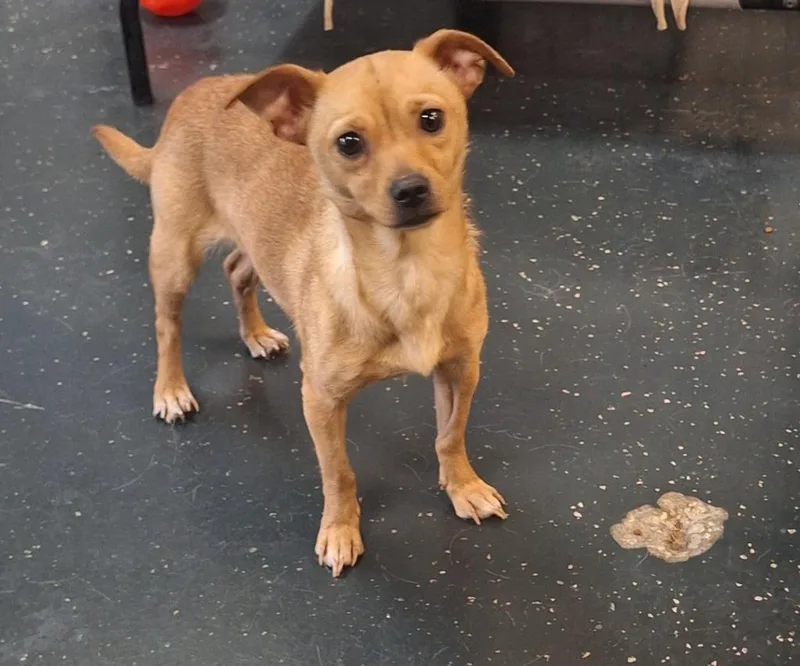 A young small-sized female Labrador Retriever dog named Victoria for adoption in St. Augustine, FL