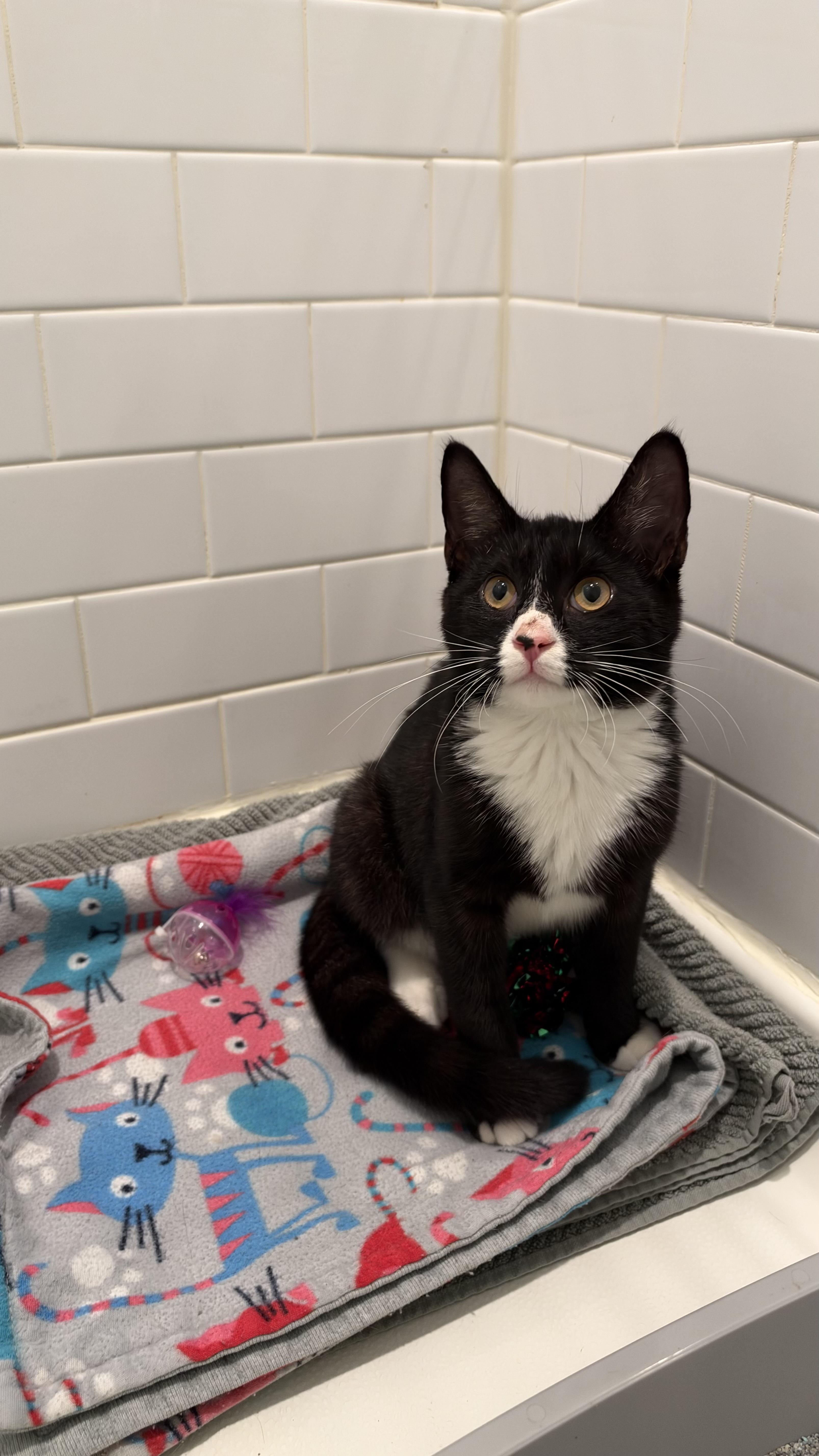 A young medium-sized male Black Domestic Short Hair cat named Ryder for adoption in Bayonne, NJ