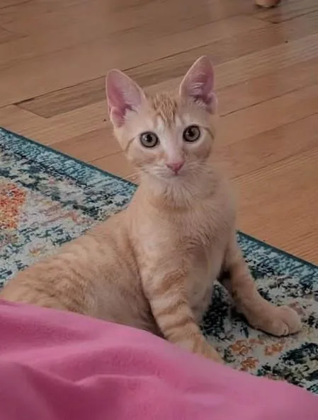 A baby medium-sized male Orange / Red Domestic Short Hair cat named Grapes for adoption in Wayne, NJ