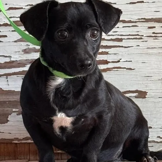 A young small-sized female Black Chihuahua dog named Suri for adoption in Carrollton, TX