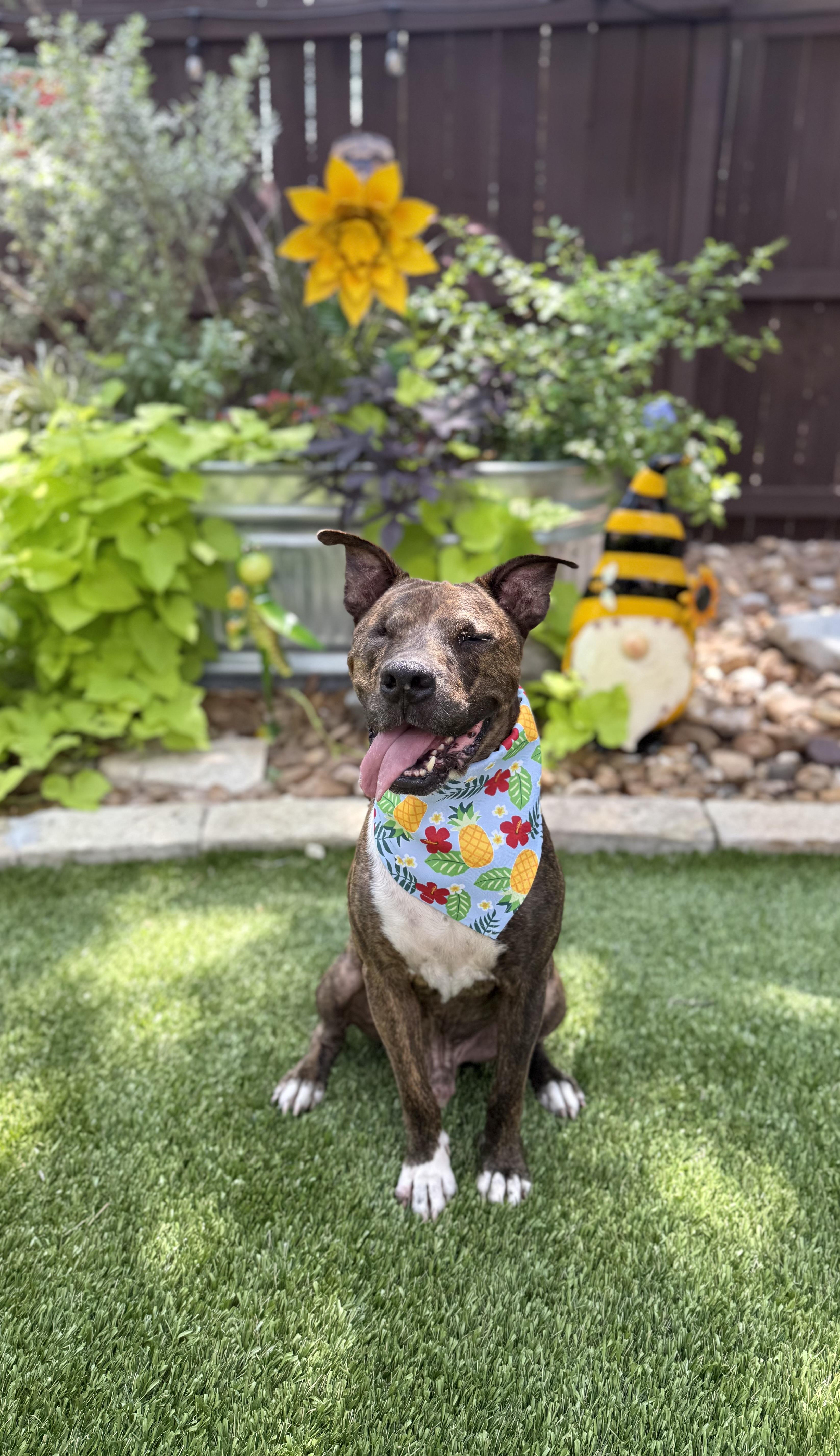 An adult medium-sized male American Staffordshire Terrier dog named Jack for adoption in Mico, TX