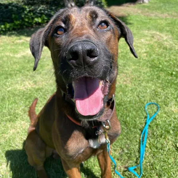 An adult large-sized male Shepherd dog named Joey for adoption in Oakland, CA